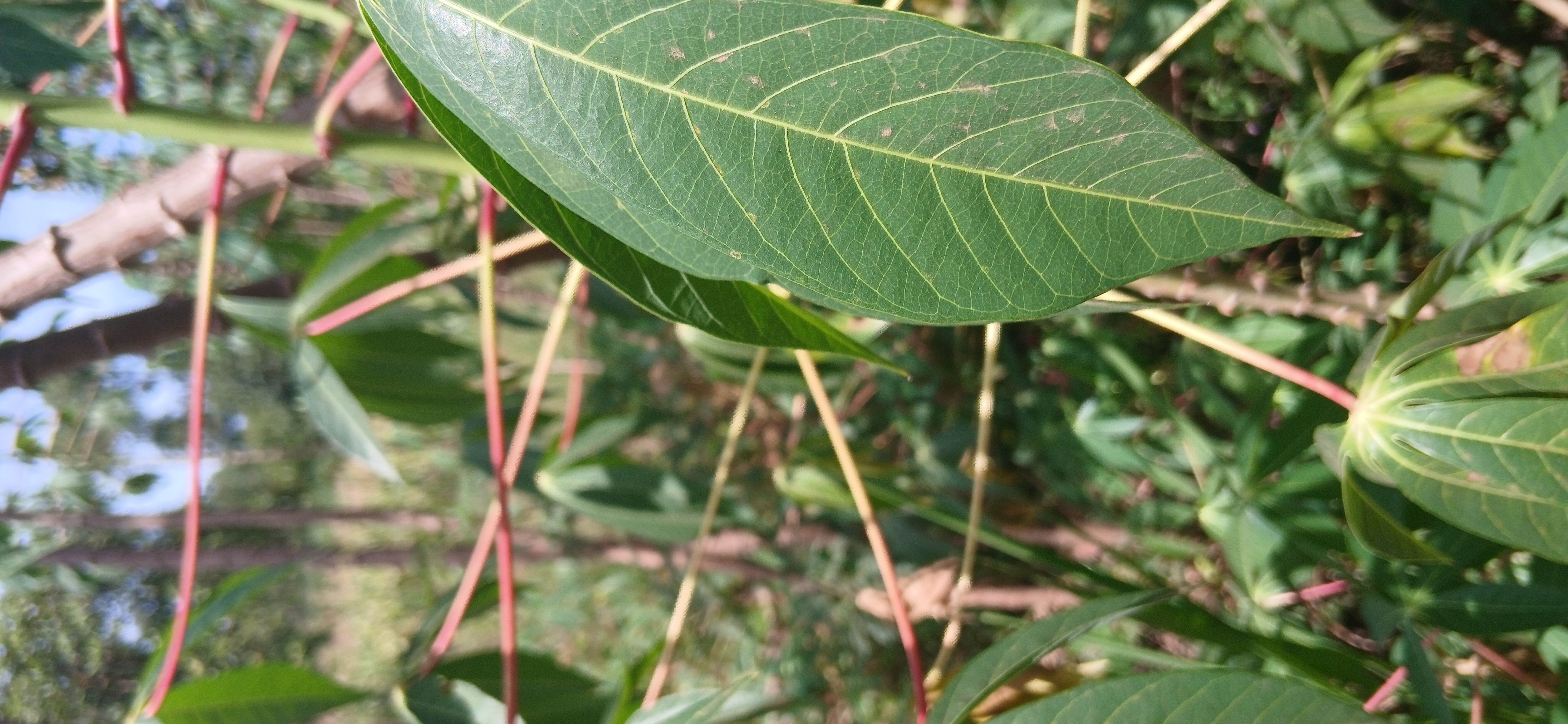 Cassava Leaves